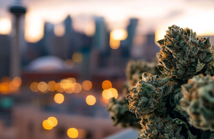 why aaaa weed is the best choice for calgary cannabis enthusiasts LT