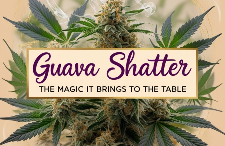 Guava Shatter: The Magic it Brings to the Table
